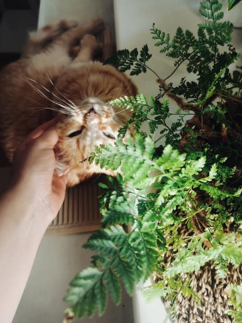 Можно ли сделать трафарет для керамической плитки своими руками. Керамическая плитка для кухонного фартука своими руками