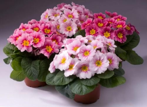 Как очистить старую квартиру. Основные правила и действия для чистой энергетики дома