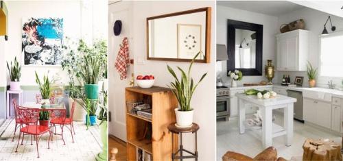 Растения для кухни. Комнатные цветы и растения для кухни — выбираем неприхотливые, полезные и красивые