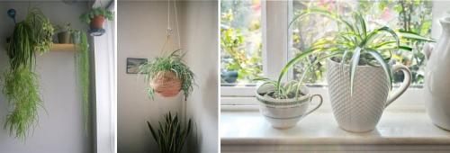 Растения для кухни. Комнатные цветы и растения для кухни — выбираем неприхотливые, полезные и красивые