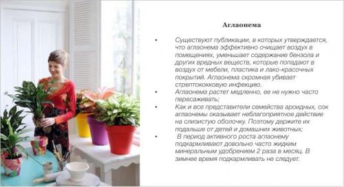 Растения для кухни. Комнатные цветы и растения для кухни — выбираем неприхотливые, полезные и красивые