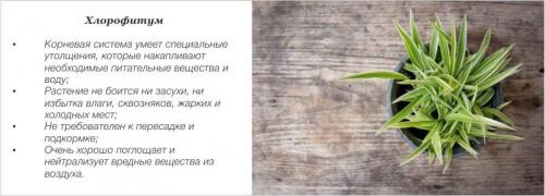 Растения для кухни. Комнатные цветы и растения для кухни — выбираем неприхотливые, полезные и красивые