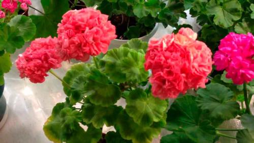 Цветы, которые не любят прямые солнечные лучи. Неприхотливые комнатные цветы, цветущие круглый год