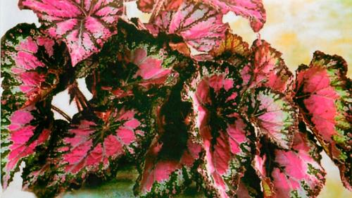 Цветы, которые не любят прямые солнечные лучи. Неприхотливые комнатные цветы, цветущие круглый год