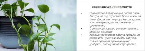 Растения для кухни. Комнатные цветы и растения для кухни — выбираем неприхотливые, полезные и красивые