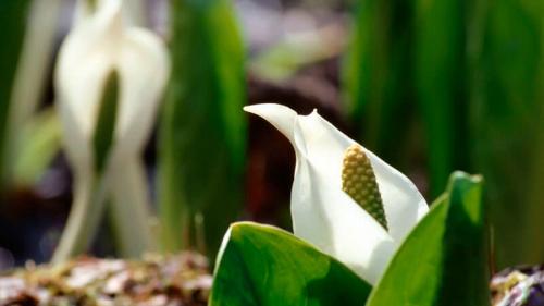 Цветы, которые не любят прямые солнечные лучи. Неприхотливые комнатные цветы, цветущие круглый год