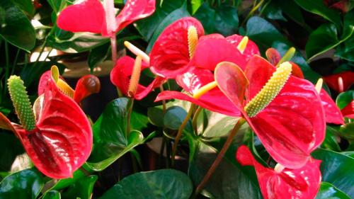 Цветы, которые не любят прямые солнечные лучи. Неприхотливые комнатные цветы, цветущие круглый год