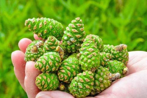 Ежик из шишки и пластилина. Как сделать ежика из еловых шишек и пластилина, пластиковых бутылок или природного мастериала