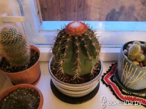 Цветы для западного окна. Комнатные растения для всех сторон света