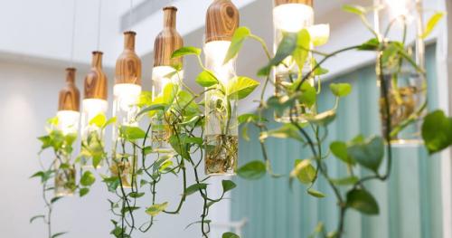 Комнатные цветы на окне. Комнатные растения в интерьере квартиры и дома