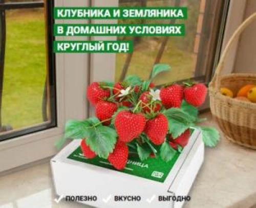 Комнатные растения для для южного окна. Какие комнатные растения можно выращивать на южном окне (под прямыми лучами солнца) 01 Комнатные растения для для южного окна. Какие комнатные растения можно выращивать на южном окне (под прямыми лучами солнца) 01