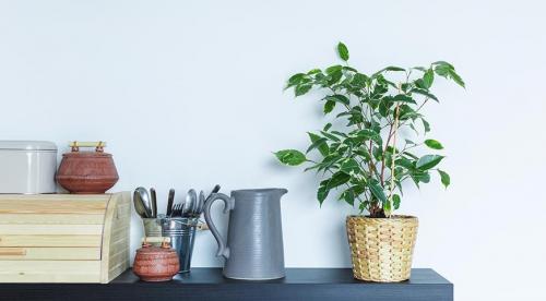 Комнатные растения для для южного окна. Какие комнатные растения можно выращивать на южном окне (под прямыми лучами солнца) 13 Комнатные растения для для южного окна. Какие комнатные растения можно выращивать на южном окне (под прямыми лучами солнца) 13