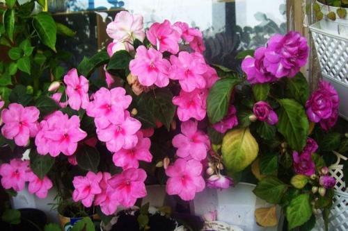 Комнатные растения. Самые неприхотливые комнатные цветы