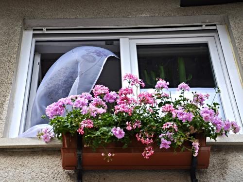 Как закрепить цветы на подоконнике. Цветы за окном: крепление, выбор, уход