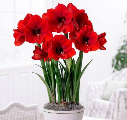 Какие цветы любят солнце и жару. Цветущие комнатные растения, которые любят солнце