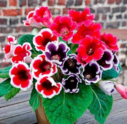 Какие цветы любят солнце и жару. Цветущие комнатные растения, которые любят солнце