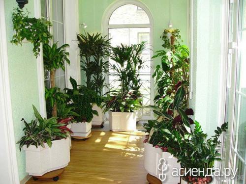 Цветы для западного окна. Комнатные растения для всех сторон света