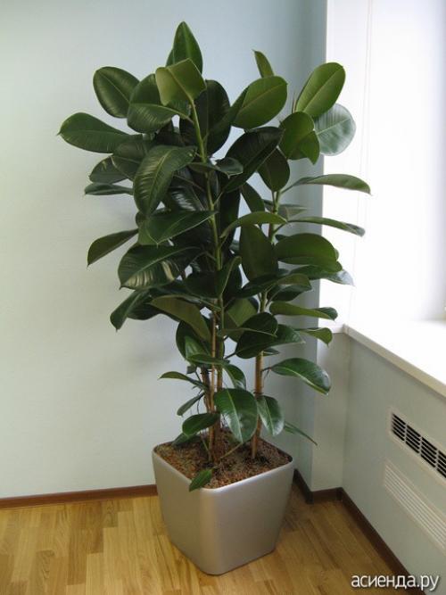 Цветы для западного окна. Комнатные растения для всех сторон света