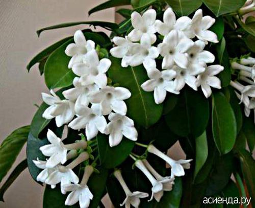 Цветы для западного окна. Комнатные растения для всех сторон света