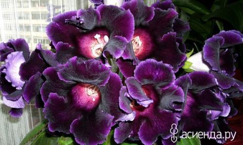 Цветы для западного окна. Комнатные растения для всех сторон света