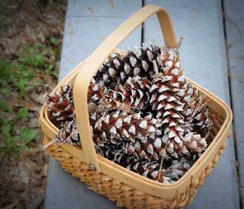 Поделка ежик из шишки. Мастер-класс по изготовлению поделки из шишек «Волшебный ёжик» 28
