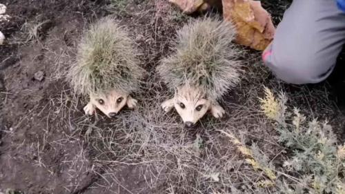 Клумба ежик, как сделать. Декоративные ежики для сада и дачи своими руками