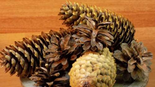 Ежик из шишек и пластилина. Как сделать ежика из еловых шишек и пластилина, пластиковых бутылок или природного мастериала