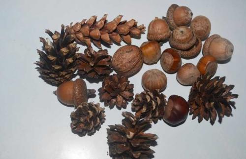 Ежик из шишек и пластилина. Как сделать ежика из еловых шишек и пластилина, пластиковых бутылок или природного мастериала