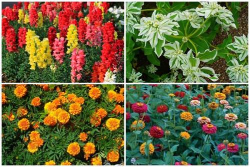 Цветы, которые не боятся солнца. Какие цветы не боятся засухи