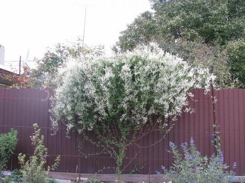 Что посадить на солнечной стороне. Что посадить на солнцепеке: выносливые растения