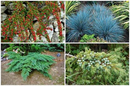 Цветы, которые не боятся солнца. Какие цветы не боятся засухи