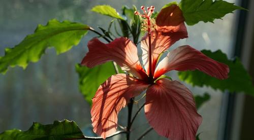 Какие комнатные цветы хорошо растут на южной стороне. комнатные растения для тёплых южных окон 04 Какие комнатные цветы хорошо растут на южной стороне. комнатные растения для тёплых южных окон 04