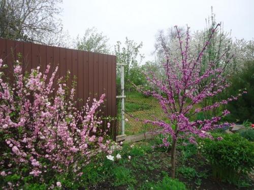 Что посадить на солнечной стороне. Что посадить на солнцепеке: выносливые растения