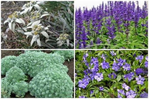 Цветы, которые не боятся солнца. Какие цветы не боятся засухи