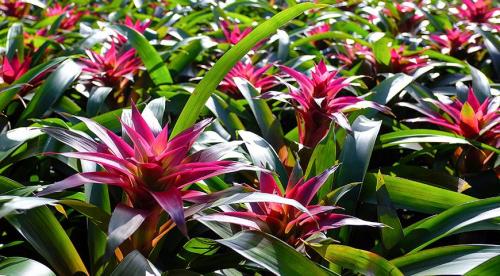 Какие комнатные цветы хорошо растут на южной стороне. комнатные растения для тёплых южных окон 06 Какие комнатные цветы хорошо растут на южной стороне. комнатные растения для тёплых южных окон 06