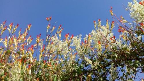 Что посадить на солнечной стороне. Что посадить на солнцепеке: выносливые растения