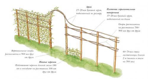 Арка из лозы своими руками. Живая арка из ивы