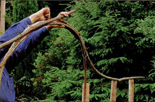 Арка из лозы своими руками. Живая арка из ивы