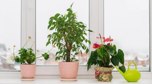 Какие цветы можно выращивать на южном окне. Стоит ли размещать растения на южных окнах 01 Какие цветы можно выращивать на южном окне. Стоит ли размещать растения на южных окнах 01