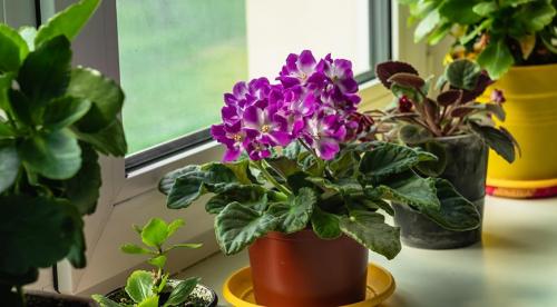 Какие цветы можно выращивать на южном окне. Стоит ли размещать растения на южных окнах 02 Какие цветы можно выращивать на южном окне. Стоит ли размещать растения на южных окнах 02