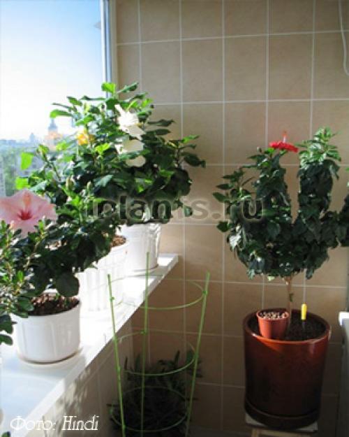 Цветы на солнечном окне. Какие цветы можно выращивать на солнечном подоконнике?