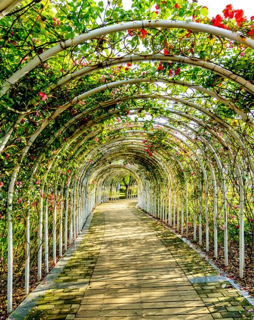 Арка из растений в парке. Виды материалов арки для цветов и вьющихся растений
