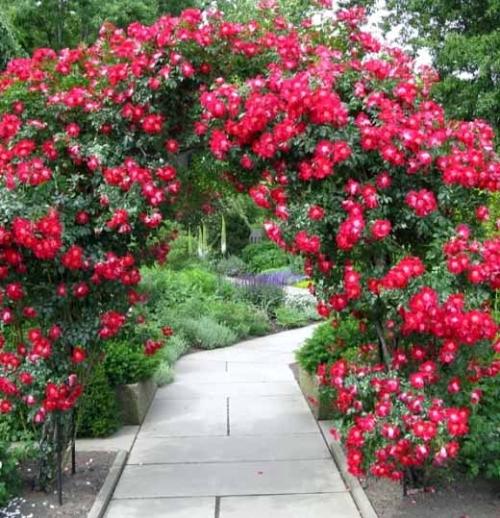 Арка для роз из арматуры. Установка арки 24 Арка для роз из арматуры. Установка арки 24