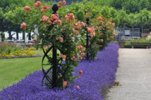 Из чего сделать арку для роз. Опоры для плетистой розы своими руками: 20 примеров с фото