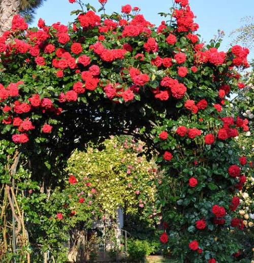 Арка для роз из арматуры. Установка арки 23 Арка для роз из арматуры. Установка арки 23