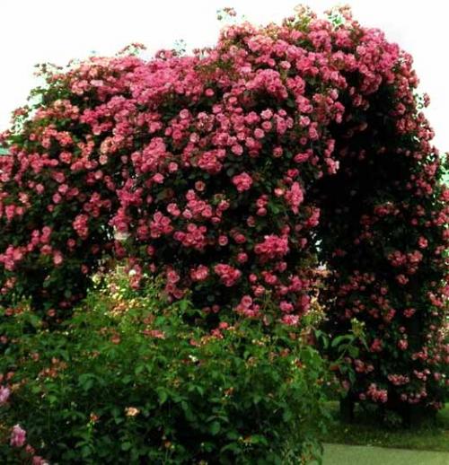 Арка для роз из арматуры. Установка арки 14 Арка для роз из арматуры. Установка арки 14