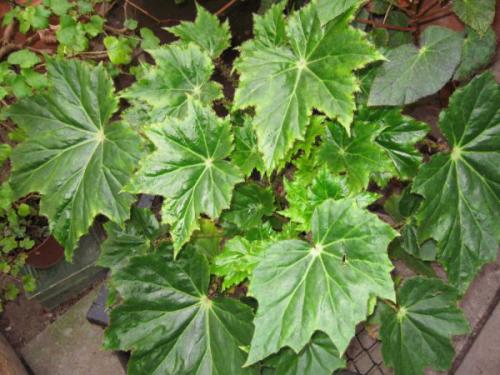 10 растений для северного окна. Какие комнатные растения подходят для северных окон 04