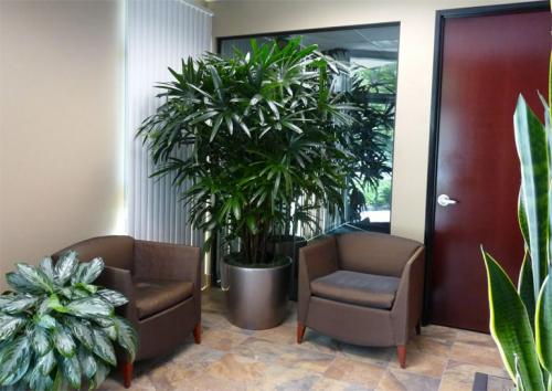 Лианы для северного окна. Потребность растений в освещении