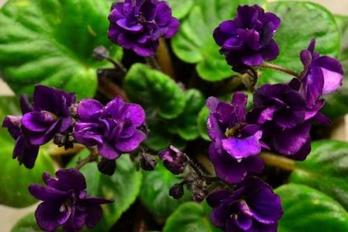 10 растений для северного окна. Какие комнатные растения подходят для северных окон 03