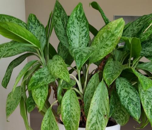 Тенелюбивые комнатные растения для прихожей. 33 тенелюбивые комнатные растения с минимальными требованиями к освещению